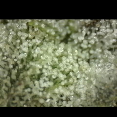 🌅Sherbi photo, blue sunset sherbert, Barneys farm  growlog timeline photo