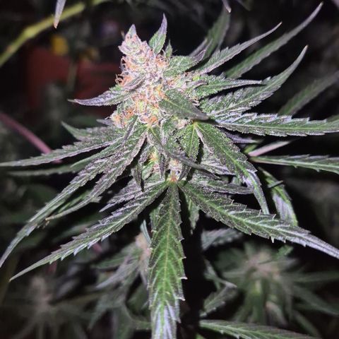 🌅Sherbi photo, blue sunset sherbert, Barneys farm  growlog timeline photo