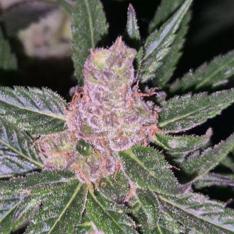 🌅Sherbi photo, blue sunset sherbert, Barneys farm  growlog timeline photo