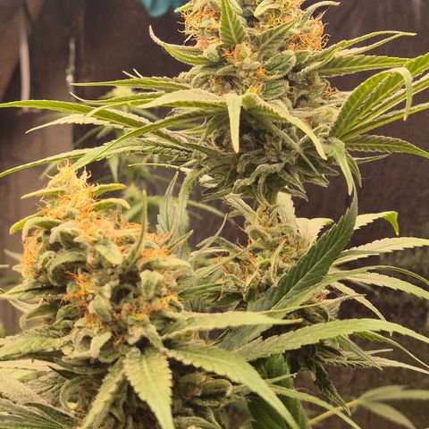 🍍Anna  #1 amnesia lemon  growlog timeline photo