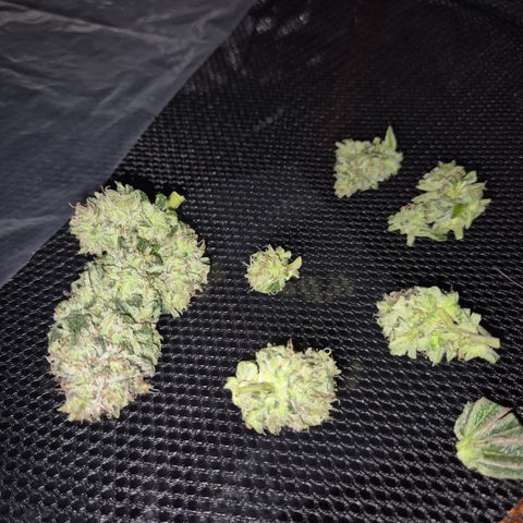 Mimosa evo Photo ♥️ Barney's Farm  growlog timeline photo