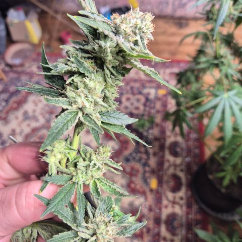 Mimosa evo Photo ♥️ Barney's Farm  growlog timeline photo