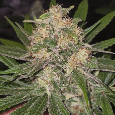 🍍Anna  #1 amnesia lemon  growlog timeline photo