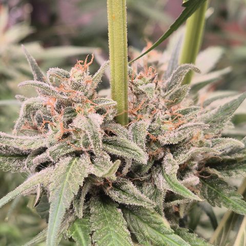 🍍Anna  #1 amnesia lemon  growlog timeline photo