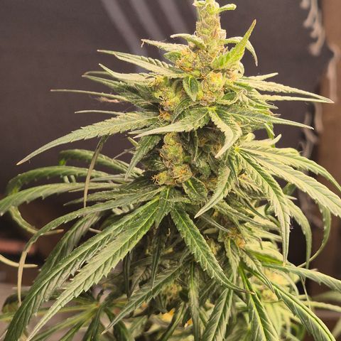 🍍Anna  #1 amnesia lemon  growlog timeline photo
