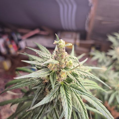 🌅Sherbi photo, blue sunset sherbert, Barneys farm  growlog timeline photo