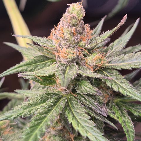 🌅Sherbi photo, blue sunset sherbert, Barneys farm  growlog timeline photo