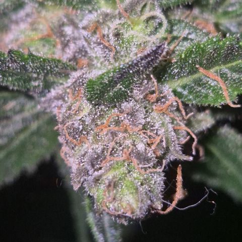🌅Sherbi photo, blue sunset sherbert, Barneys farm  growlog timeline photo