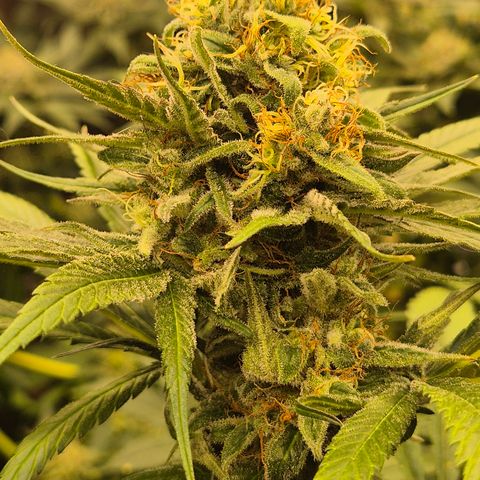 🍍Anna  #1 amnesia lemon  growlog timeline photo