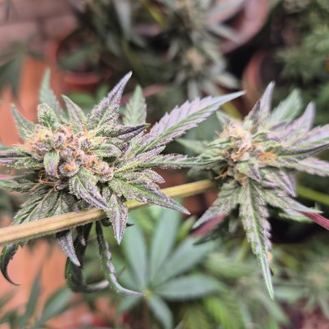🌅Sherbi photo, blue sunset sherbert, Barneys farm  growlog timeline photo