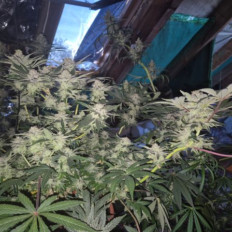 Mimosa evo Photo ♥️ Barney's Farm  growlog timeline photo