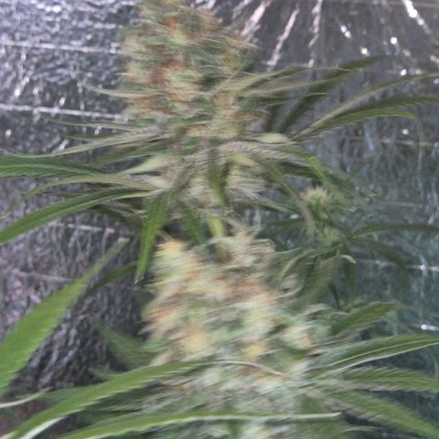 🍍Anna  #1 amnesia lemon  growlog timeline photo