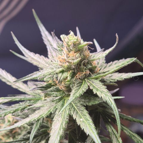 🌅Sherbi photo, blue sunset sherbert, Barneys farm  growlog timeline photo