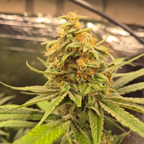 🍍Anna  #1 amnesia lemon  growlog timeline photo