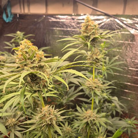 🍍Anna  #1 amnesia lemon  growlog timeline photo