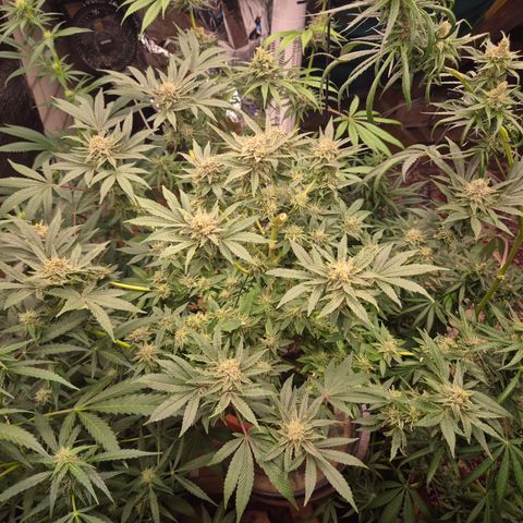 Mimosa evo Photo ♥️ Barney's Farm  growlog timeline photo