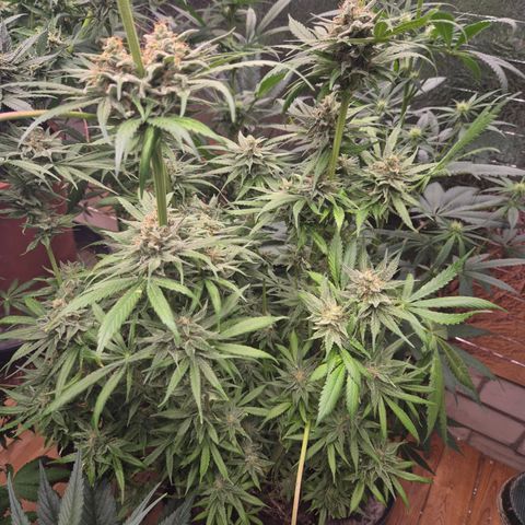 🍍Anna  #1 amnesia lemon  growlog timeline photo