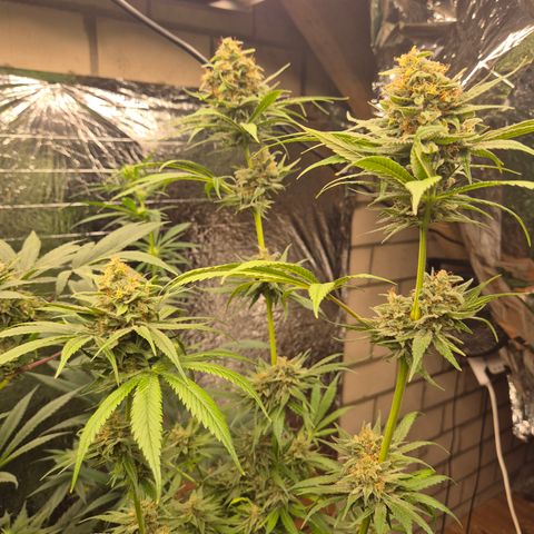 🍍Anna  #1 amnesia lemon  growlog timeline photo