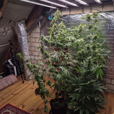 🌅Sherbi photo, blue sunset sherbert, Barneys farm  growlog timeline photo
