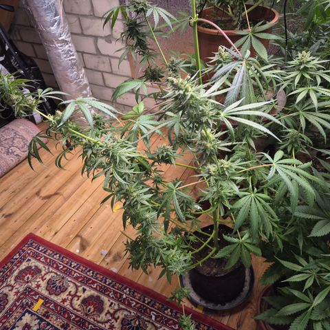 🌅Sherbi photo, blue sunset sherbert, Barneys farm  growlog timeline photo