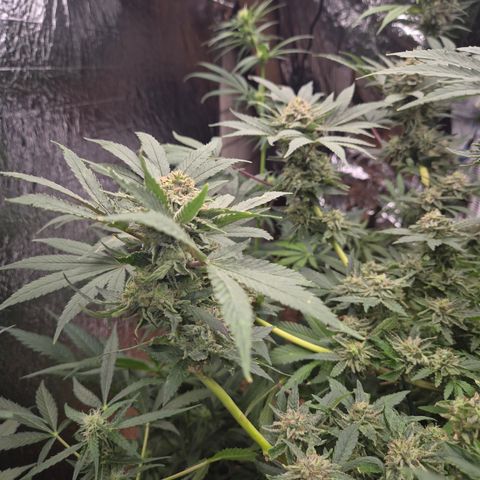Mimosa evo Photo ♥️ Barney's Farm  growlog timeline photo