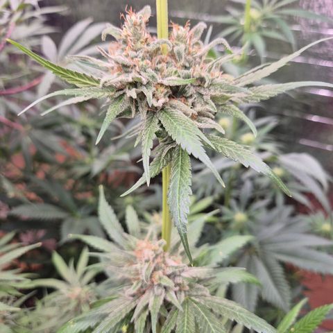 🍍Anna  #1 amnesia lemon  growlog timeline photo