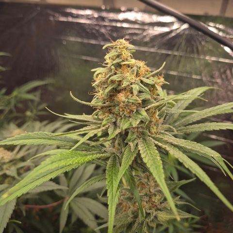 🍍Anna  #1 amnesia lemon  growlog timeline photo