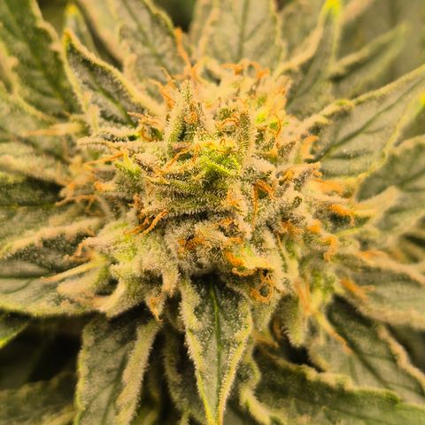Mimosa evo Photo ♥️ Barney's Farm  growlog timeline photo