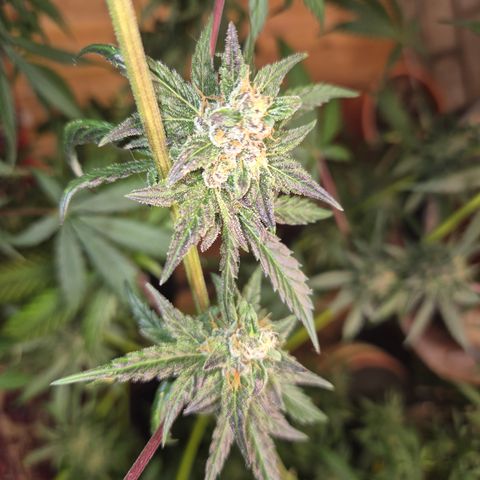 🌅Sherbi photo, blue sunset sherbert, Barneys farm  growlog timeline photo