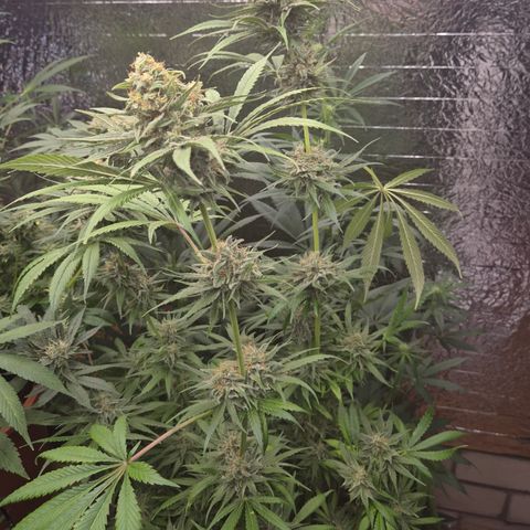 🍍Anna  #1 amnesia lemon  growlog timeline photo
