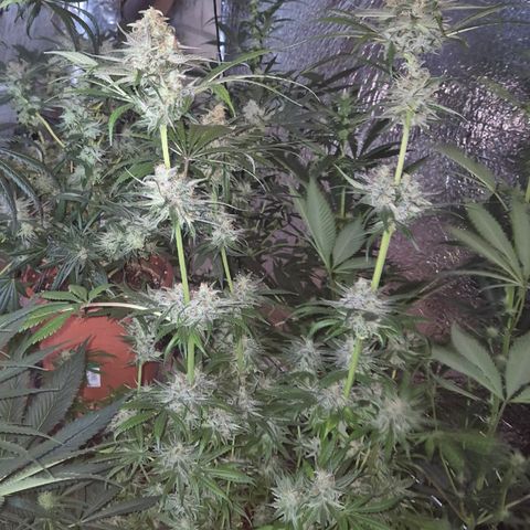 🍍Anna  #1 amnesia lemon  growlog timeline photo