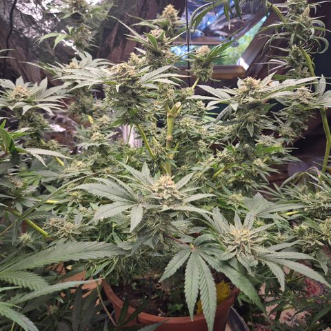 Mimosa evo Photo ♥️ Barney's Farm  growlog timeline photo