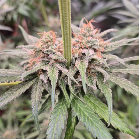 🍍Anna  #1 amnesia lemon  growlog timeline photo