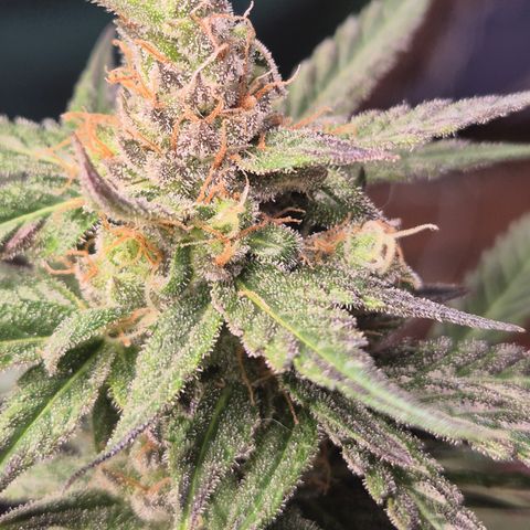 🌅Sherbi photo, blue sunset sherbert, Barneys farm  growlog timeline photo