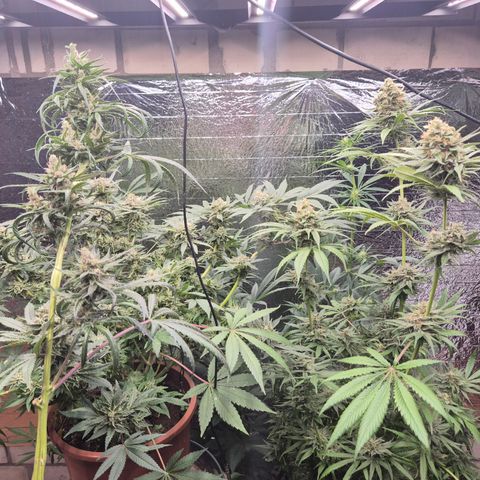 🍍Anna  #1 amnesia lemon  growlog timeline photo