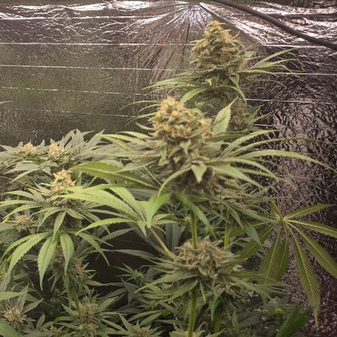 🍍Anna  #1 amnesia lemon  growlog timeline photo