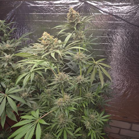 🍍Anna  #1 amnesia lemon  growlog timeline photo
