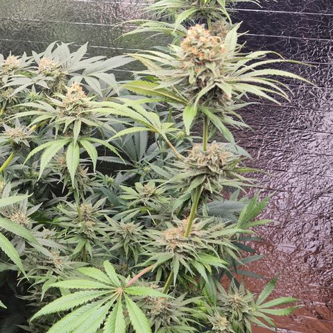 🍍Anna  #1 amnesia lemon  growlog timeline photo