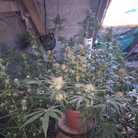 Mimosa evo Photo ♥️ Barney's Farm  growlog timeline photo