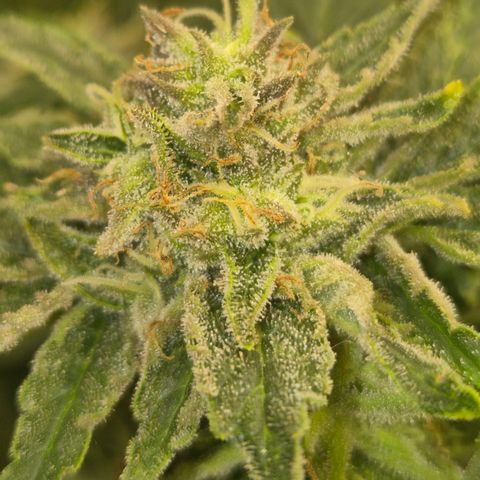 Mimosa evo Photo ♥️ Barney's Farm  growlog timeline photo