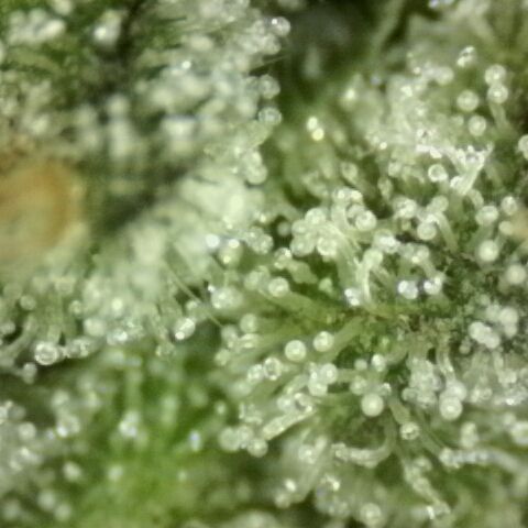 Mimosa evo Photo ♥️ Barney's Farm  growlog timeline photo