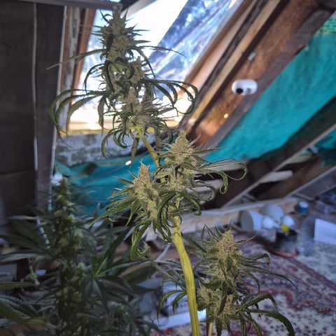 🌅Sherbi photo, blue sunset sherbert, Barneys farm  growlog timeline photo