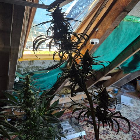 🌅Sherbi photo, blue sunset sherbert, Barneys farm  growlog timeline photo