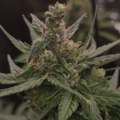 🌅Sherbi photo, blue sunset sherbert, Barneys farm  growlog timeline photo