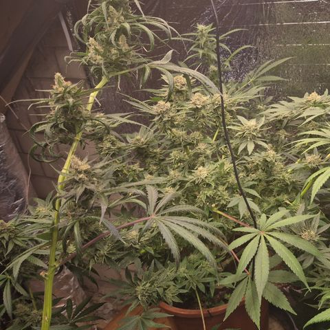 🌅Sherbi photo, blue sunset sherbert, Barneys farm  growlog timeline photo