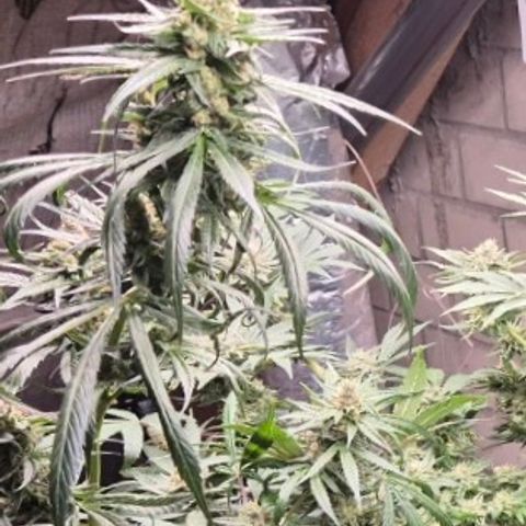🌅Sherbi photo, blue sunset sherbert, Barneys farm  growlog timeline photo