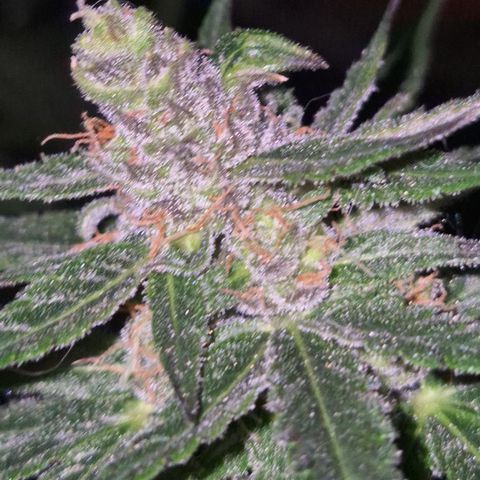 🌅Sherbi photo, blue sunset sherbert, Barneys farm  growlog timeline photo