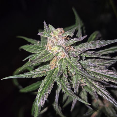 🌅Sherbi photo, blue sunset sherbert, Barneys farm  growlog timeline photo