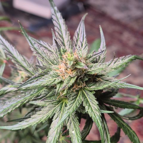 🌅Sherbi photo, blue sunset sherbert, Barneys farm  growlog timeline photo