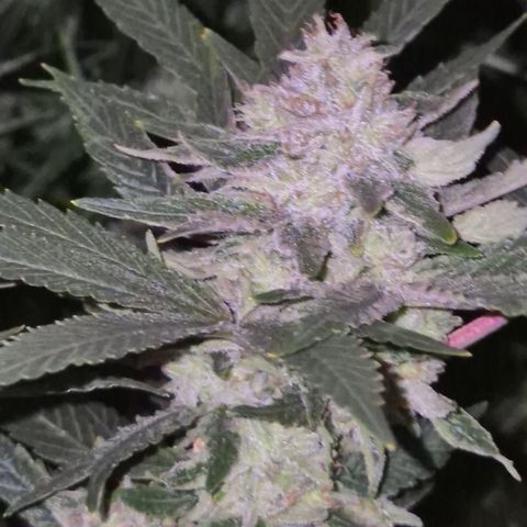 Mimosa evo Photo ♥️ Barney's Farm  growlog timeline photo